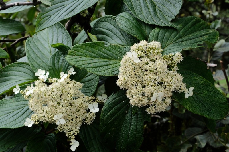 Hydrangea davidii photo 4