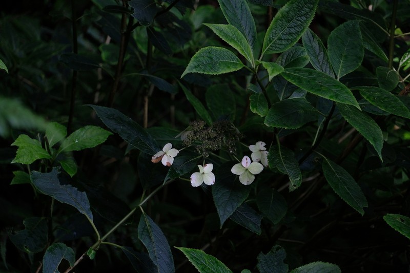 Hydrangea davidii photo 5