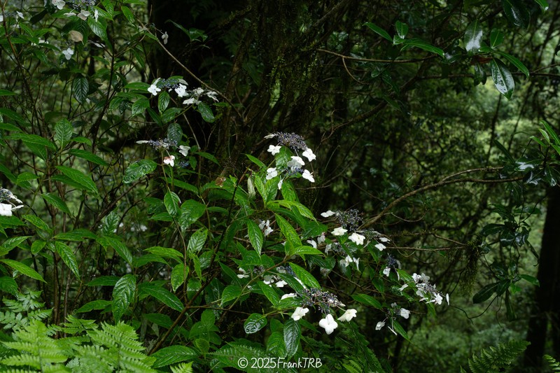Hydrangea davidii photo 6