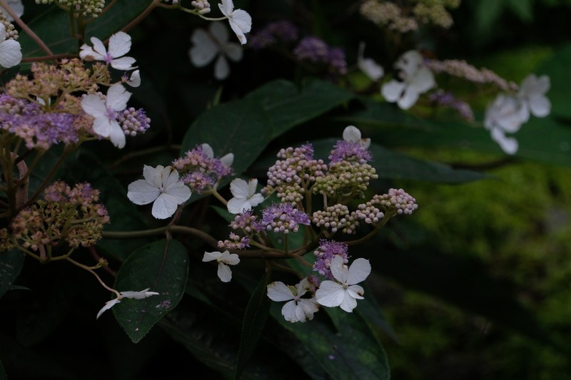 Hydrangea davidii photo 7