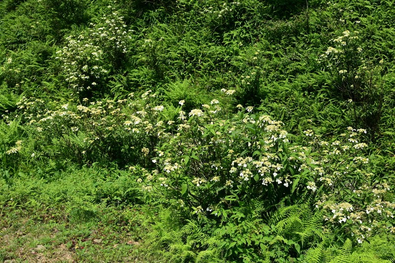 Hydrangea davidii photo 8