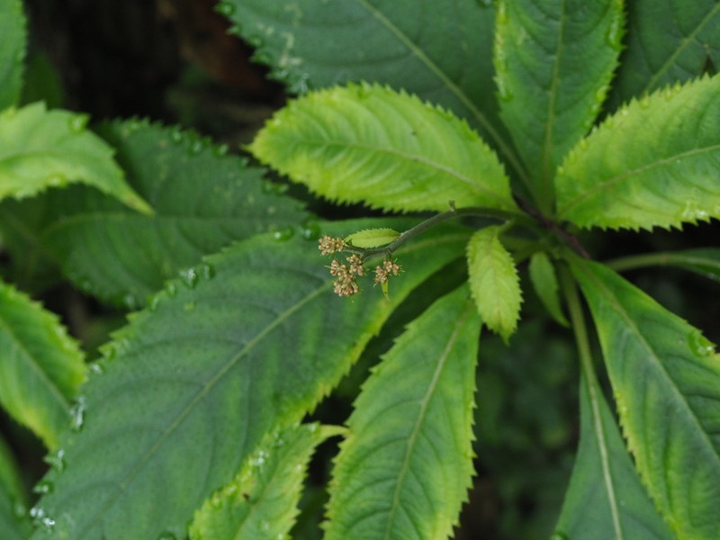 Hydrangea densifolia photo 2