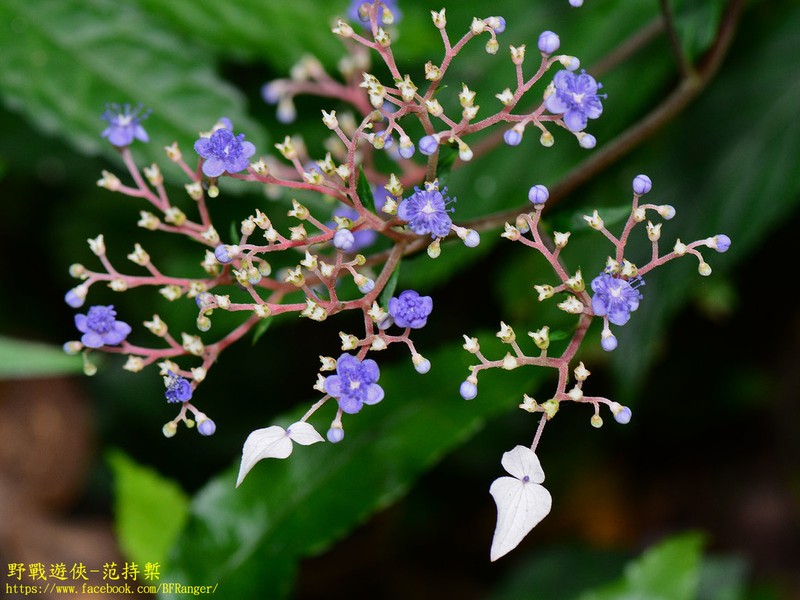 Hydrangea densifolia photo 3