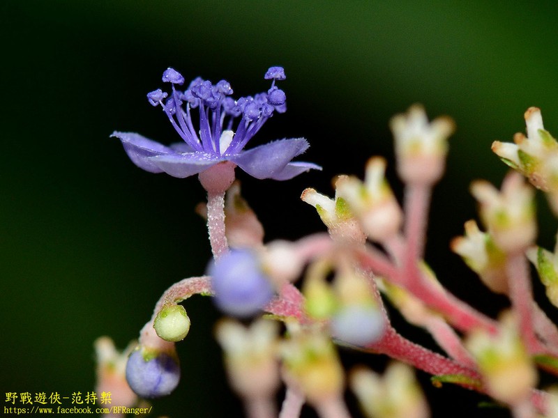 Hydrangea densifolia photo 4