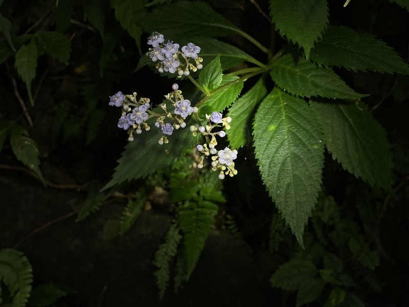 Hydrangea densifolia photo 5