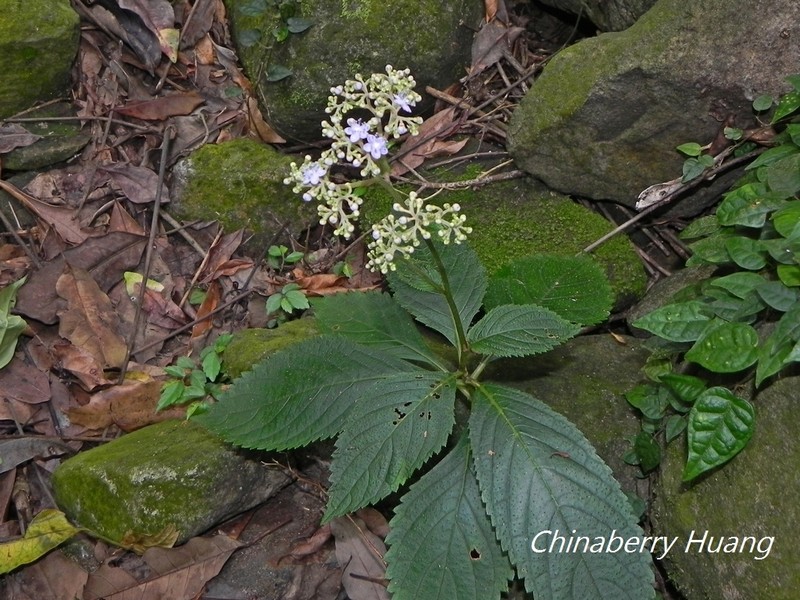 Hydrangea densifolia photo 6