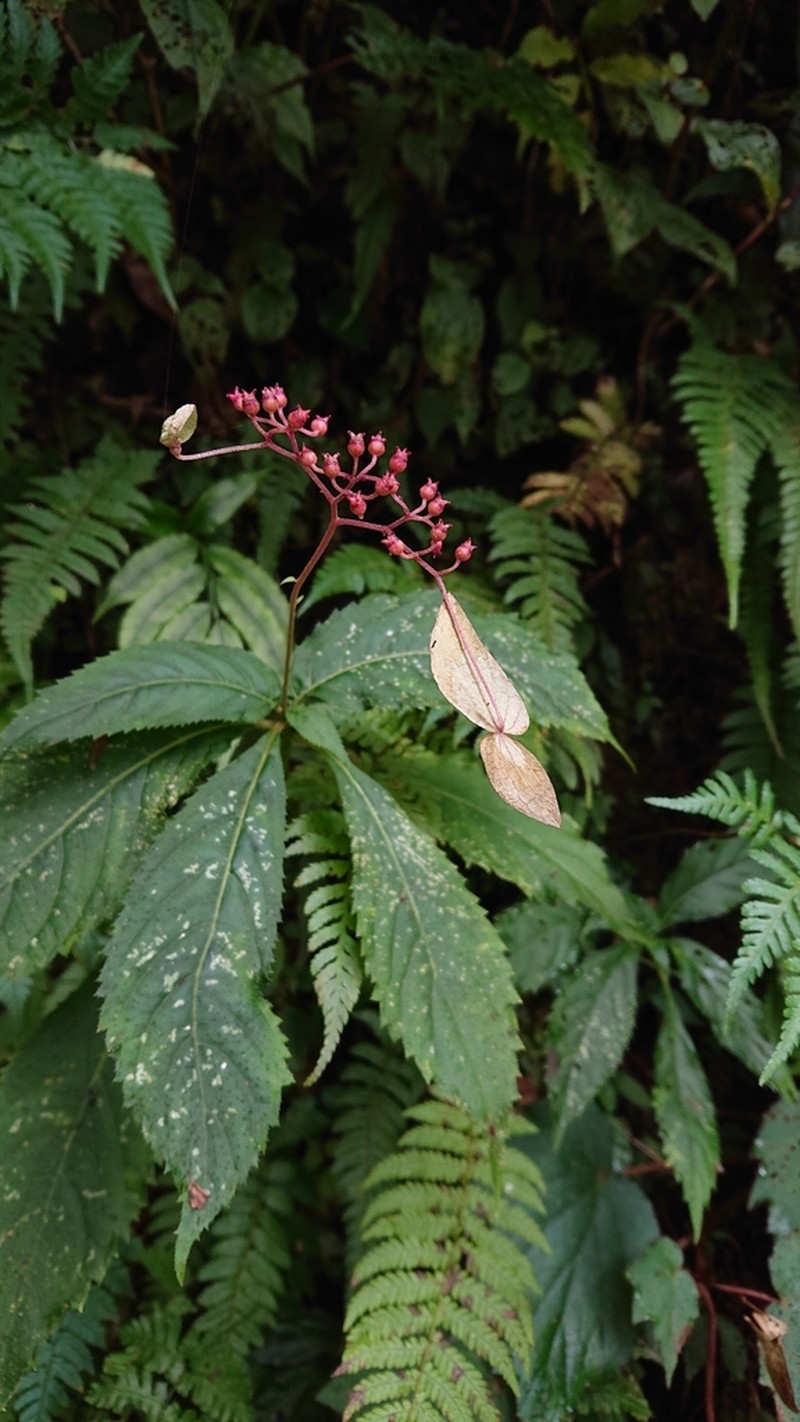 Hydrangea densifolia photo 7
