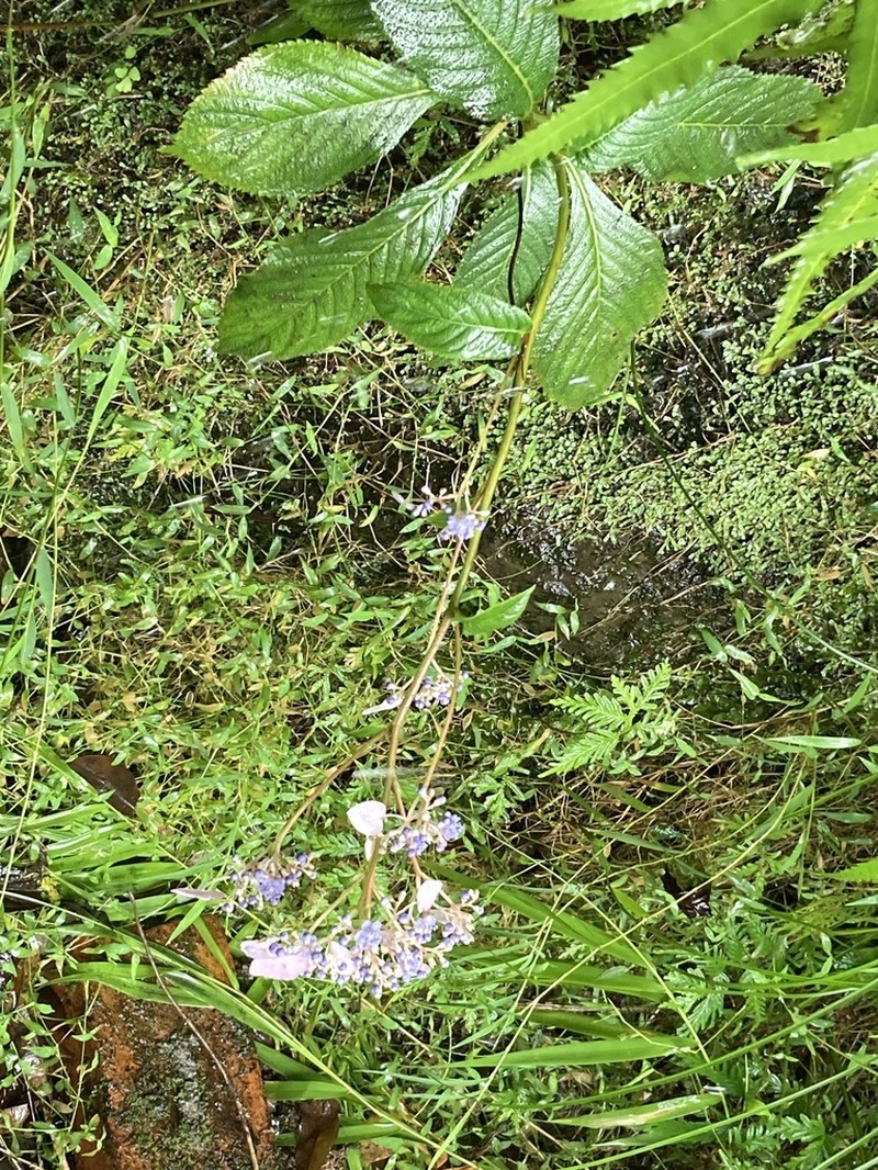 Hydrangea densifolia photo 8