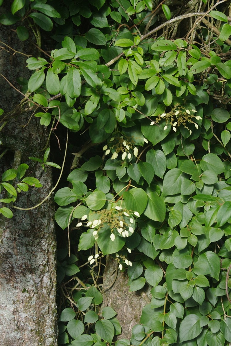 Hydrangea fauriei