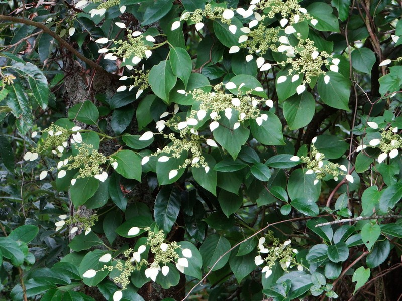 Hydrangea fauriei photo 3