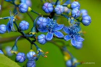 Hydrangea febrifuga