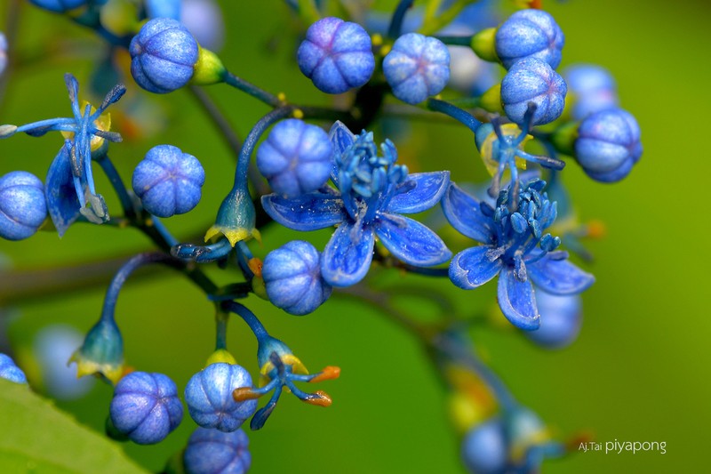 Hydrangea febrifuga