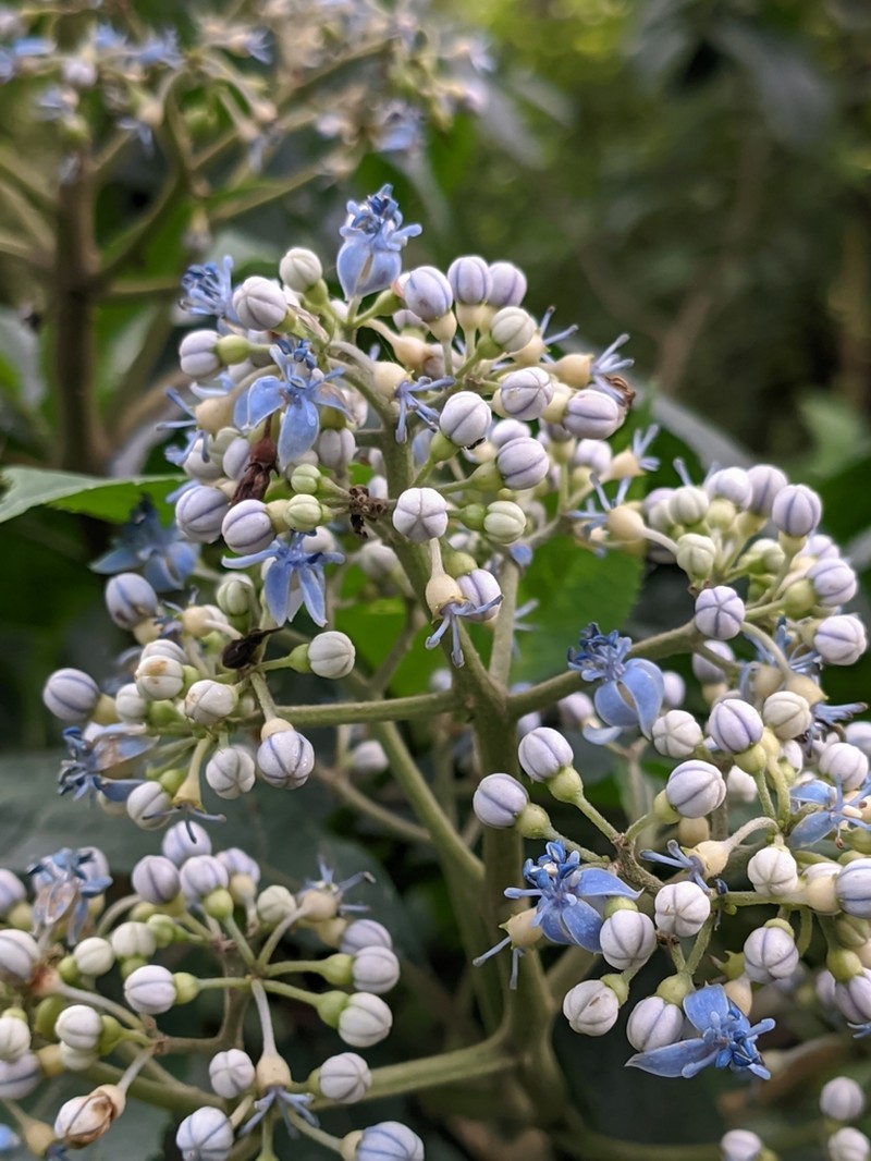 Hydrangea febrifuga photo 2