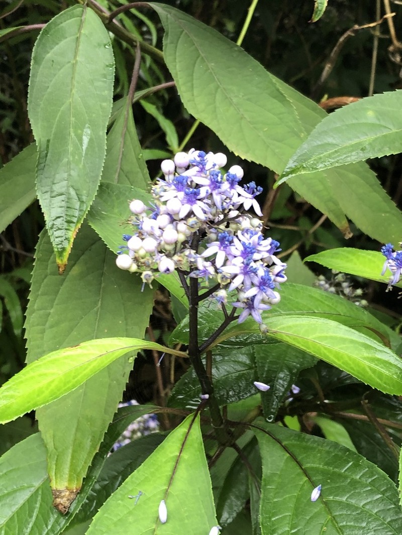 Hydrangea febrifuga photo 3