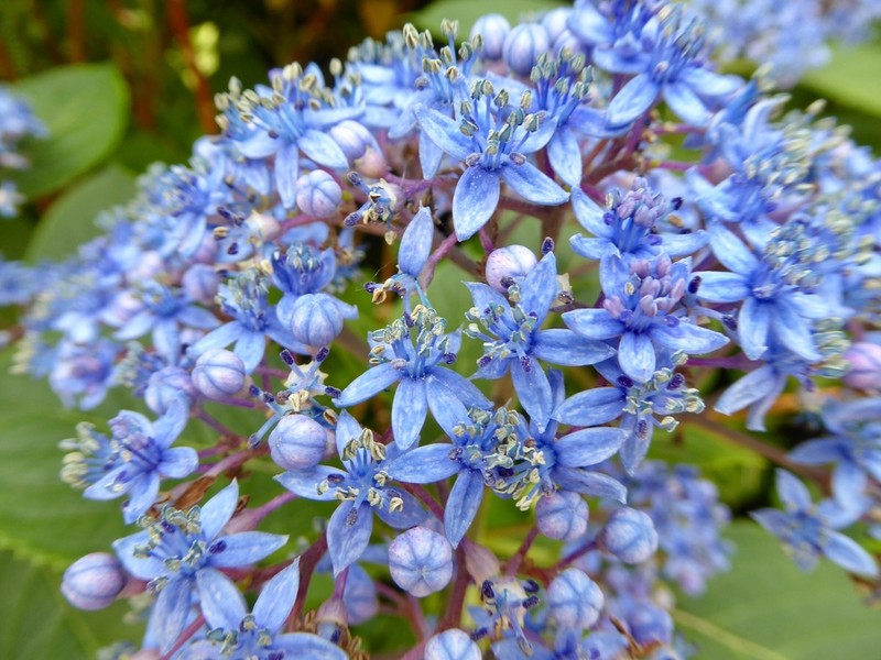 Hydrangea febrifuga photo 4