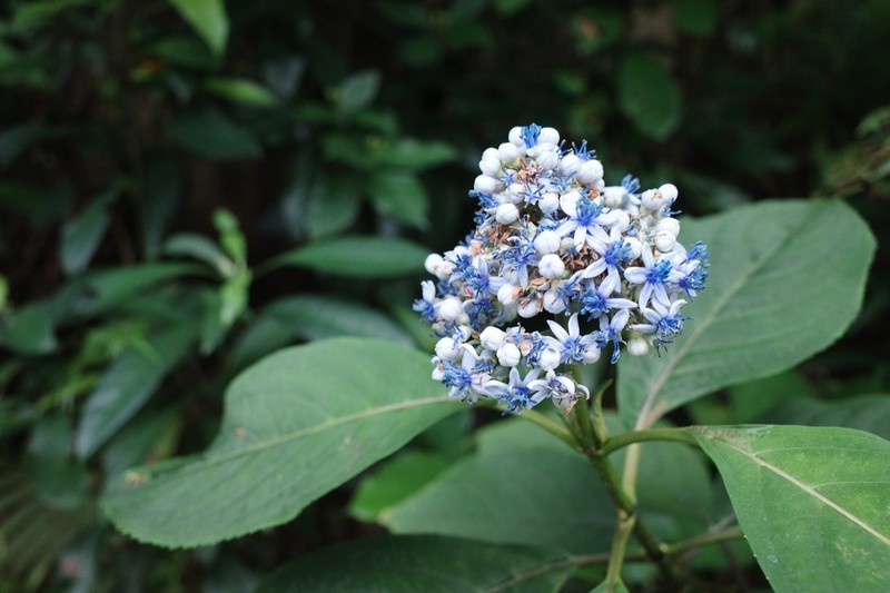 Hydrangea febrifuga photo 5