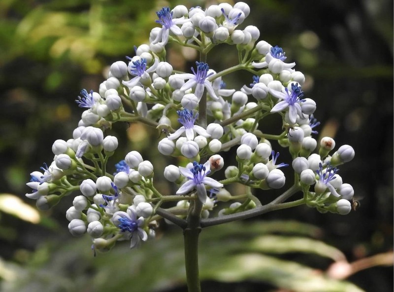 Hydrangea febrifuga photo 6