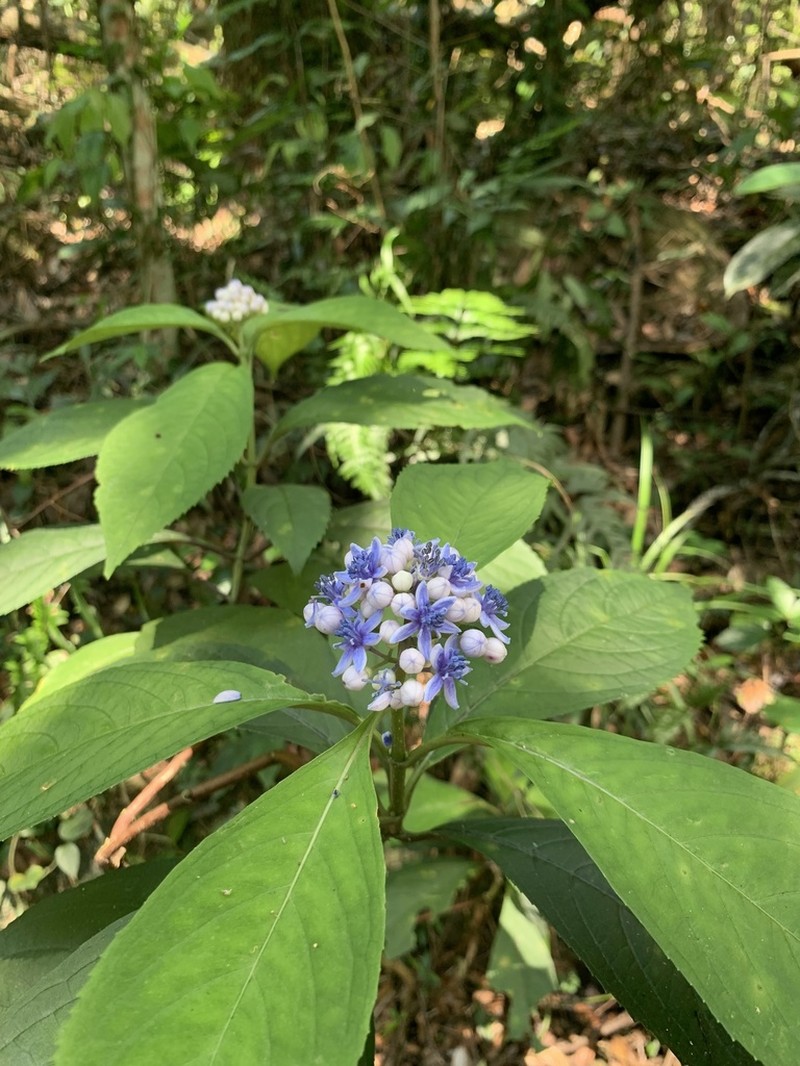 Hydrangea febrifuga photo 7