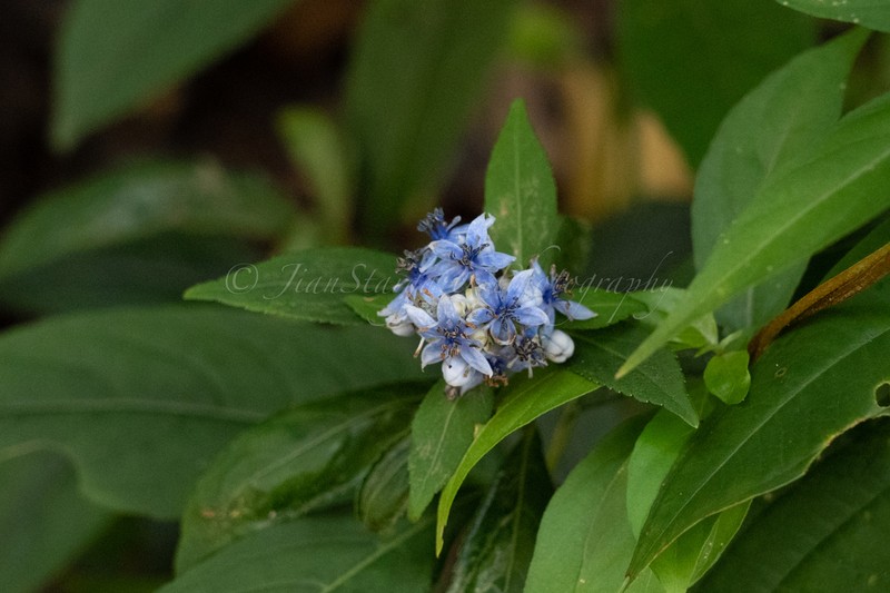 Hydrangea febrifuga photo 8