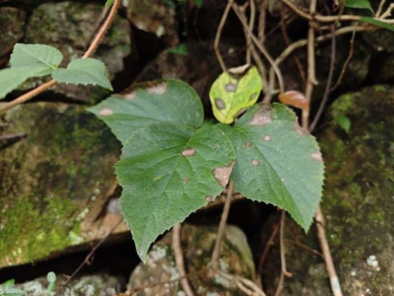 Hydrangea glaucescens