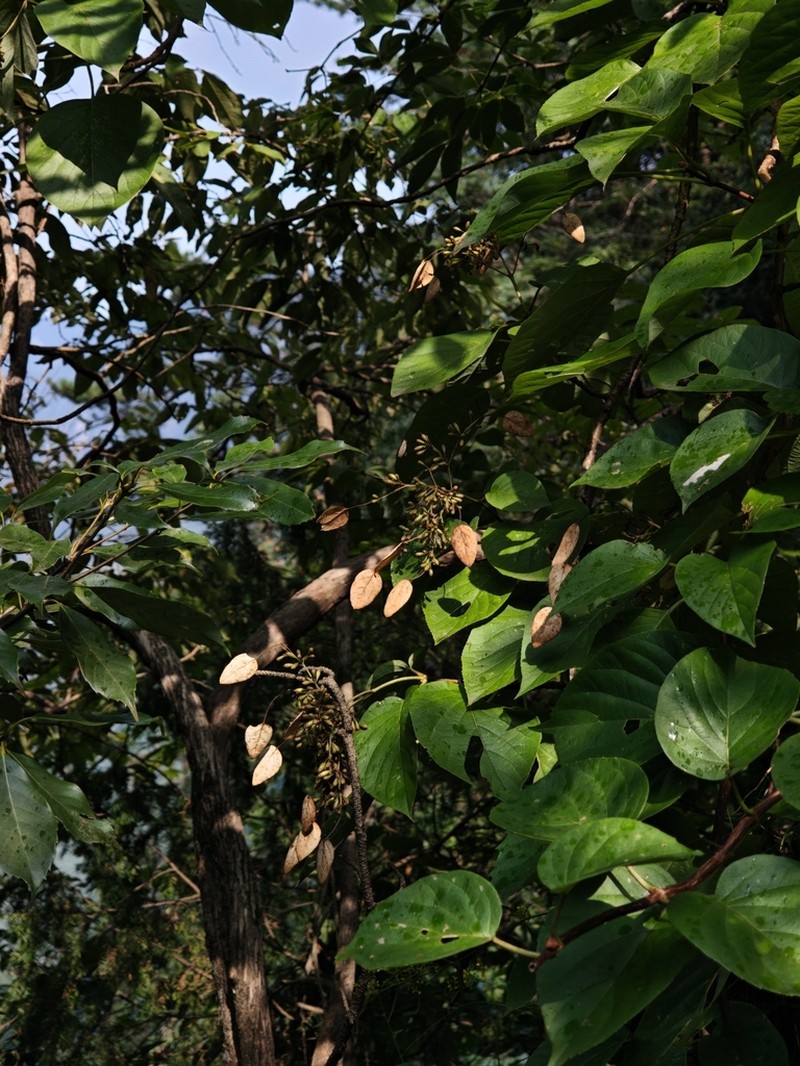 Hydrangea glaucescens photo 2