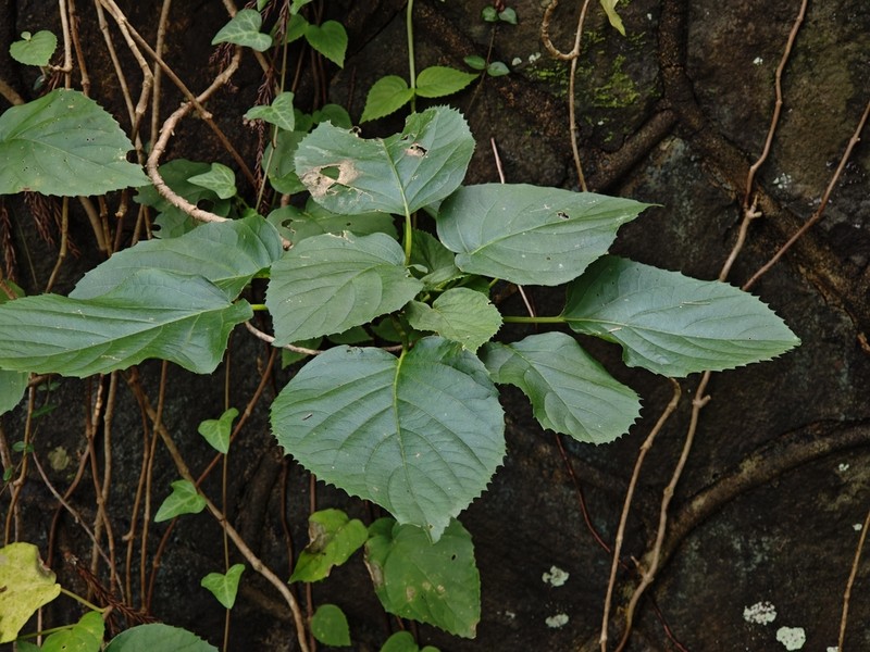 Hydrangea glaucescens photo 3