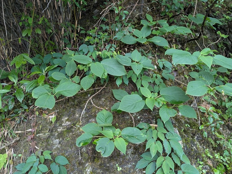Hydrangea glaucescens photo 4