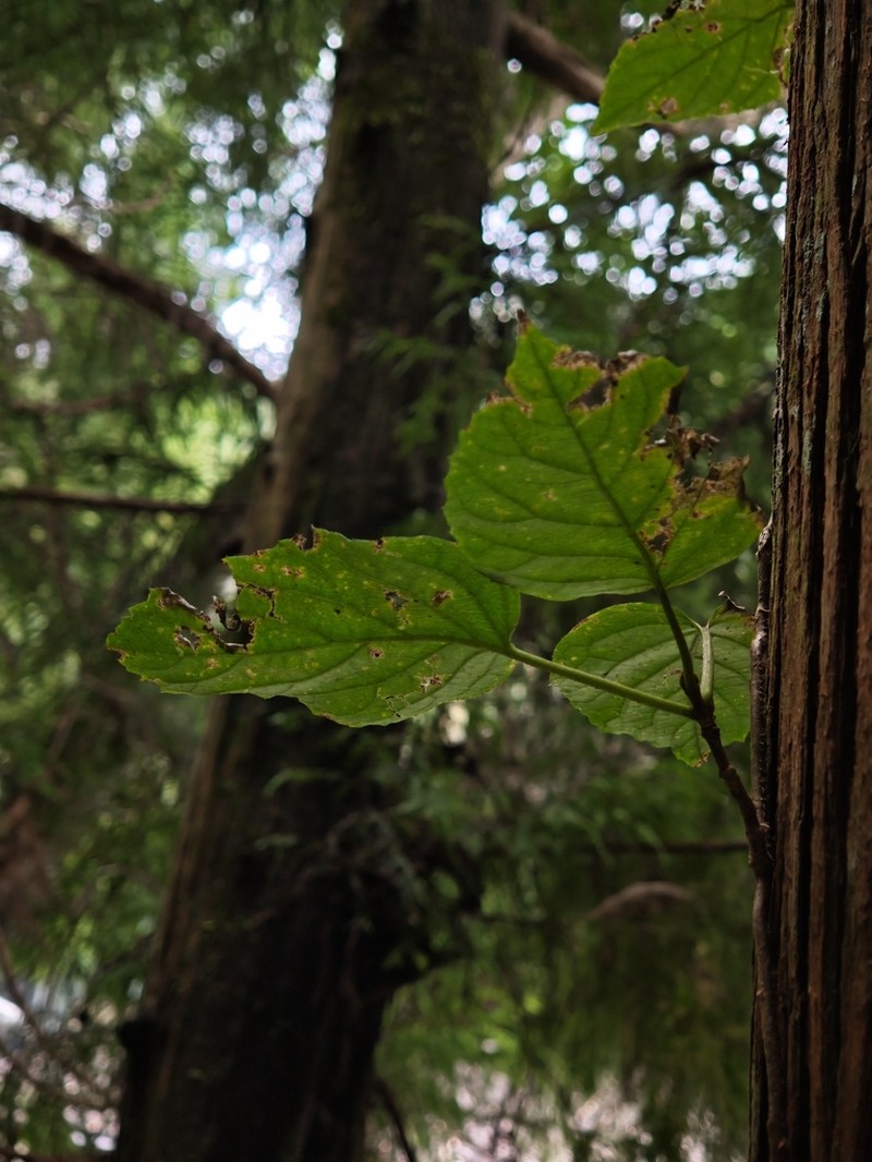 Hydrangea glaucescens photo 5