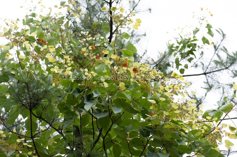 Hydrangea glaucescens photo 6