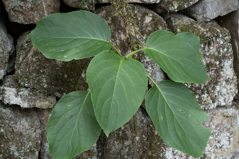 Hydrangea glaucescens photo 7