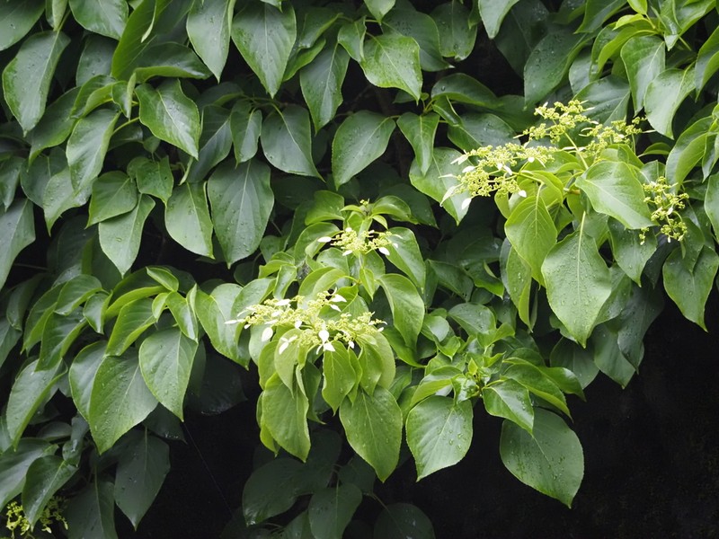 Hydrangea glaucescens photo 8