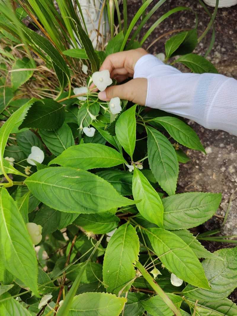 Hydrangea gracilis