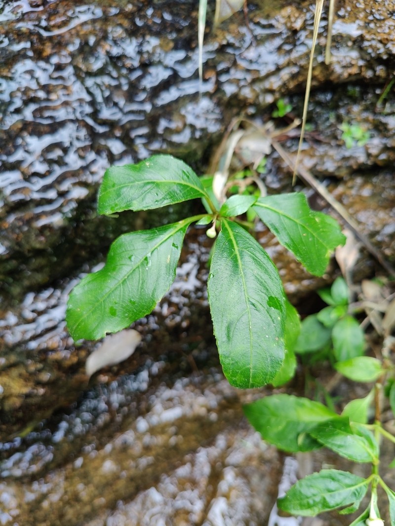 Hydrangea gracilis photo 2