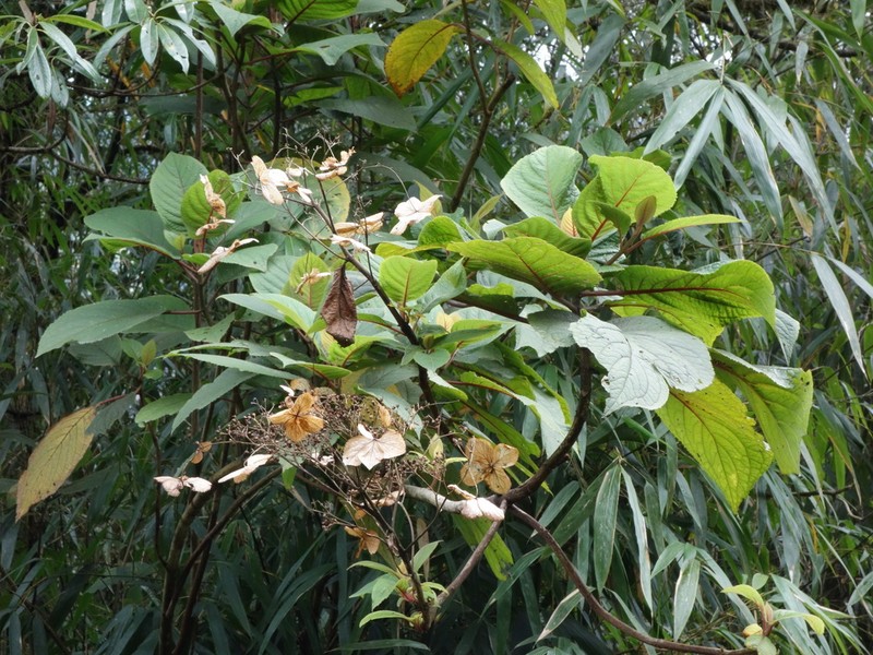 Hydrangea heteromalla