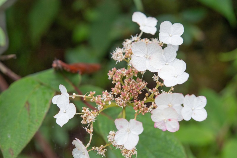 Hydrangea heteromalla photo 2