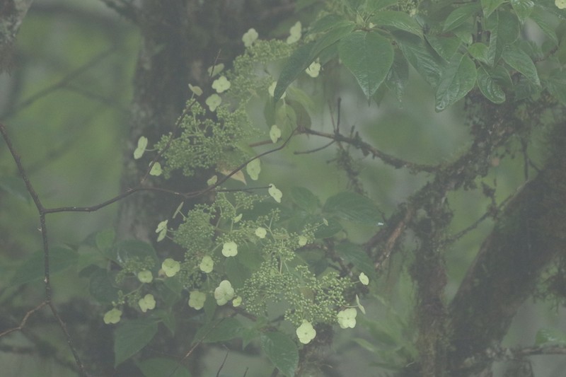 Hydrangea heteromalla photo 3
