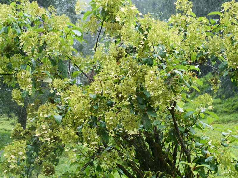 Hydrangea heteromalla photo 4