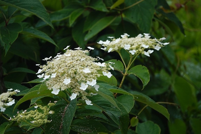Hydrangea heteromalla photo 5