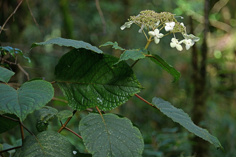 Hydrangea heteromalla photo 6