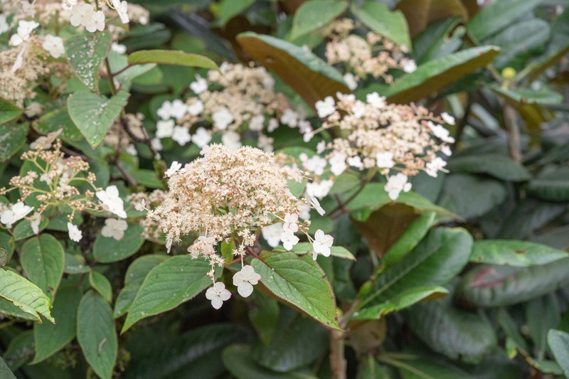 Hydrangea heteromalla photo 7