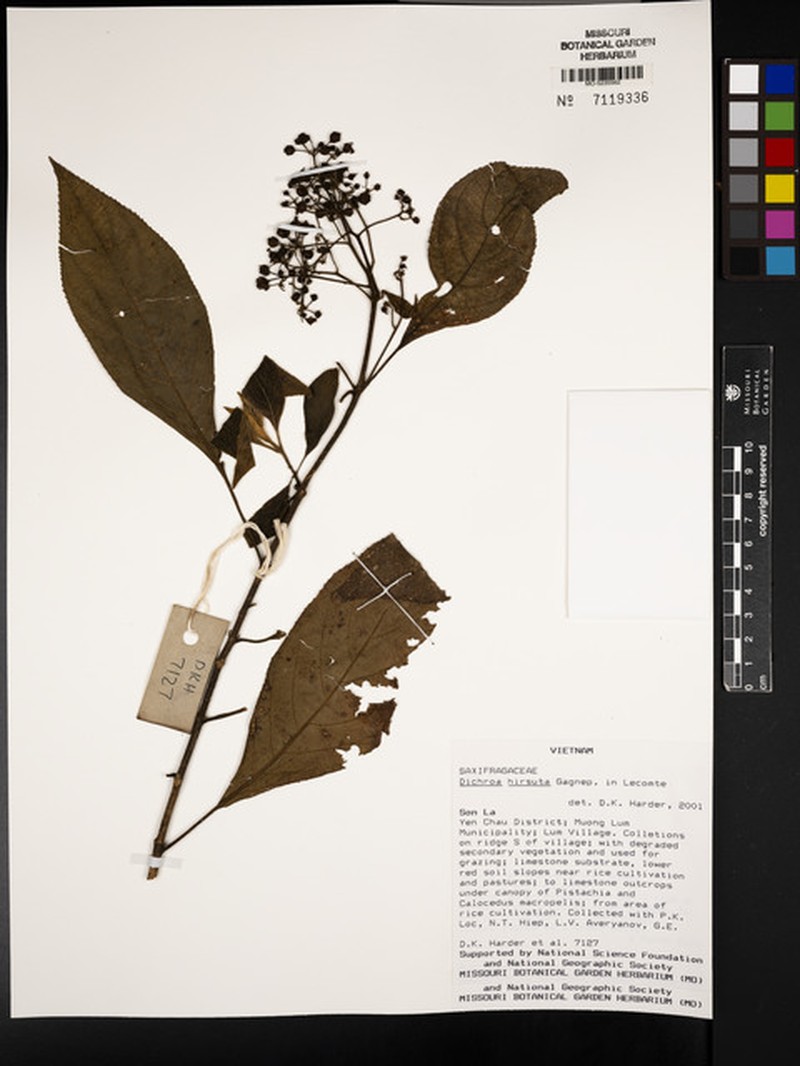 Hydrangea hirsuta photo 2