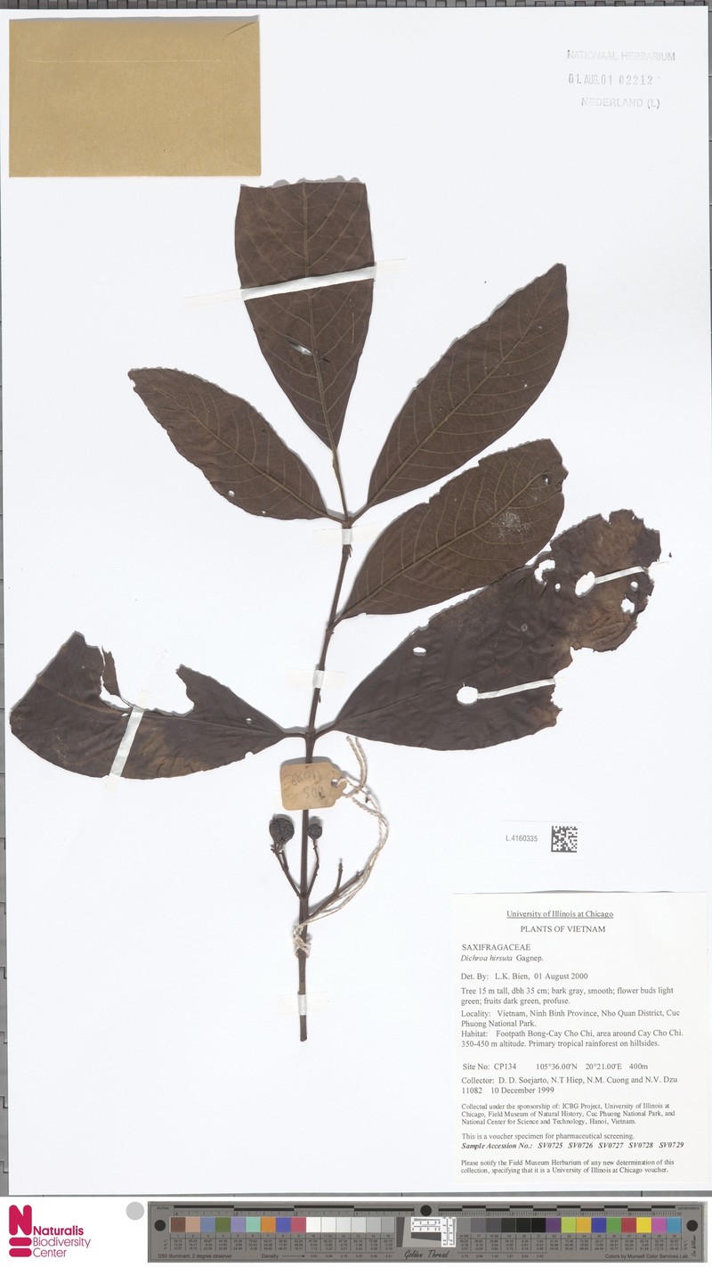 Hydrangea hirsuta photo 3