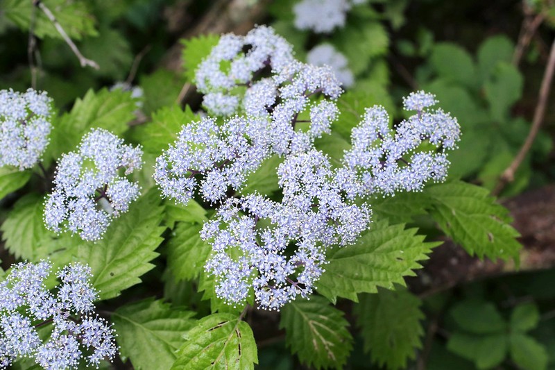 Hydrangea hirta photo 2