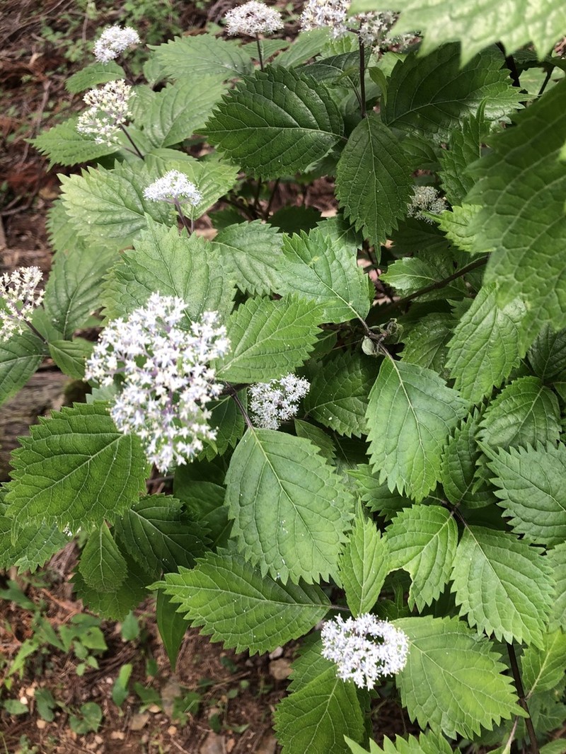 Hydrangea hirta photo 3