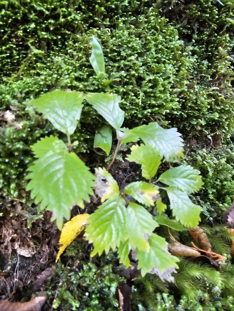 Hydrangea hirta photo 4