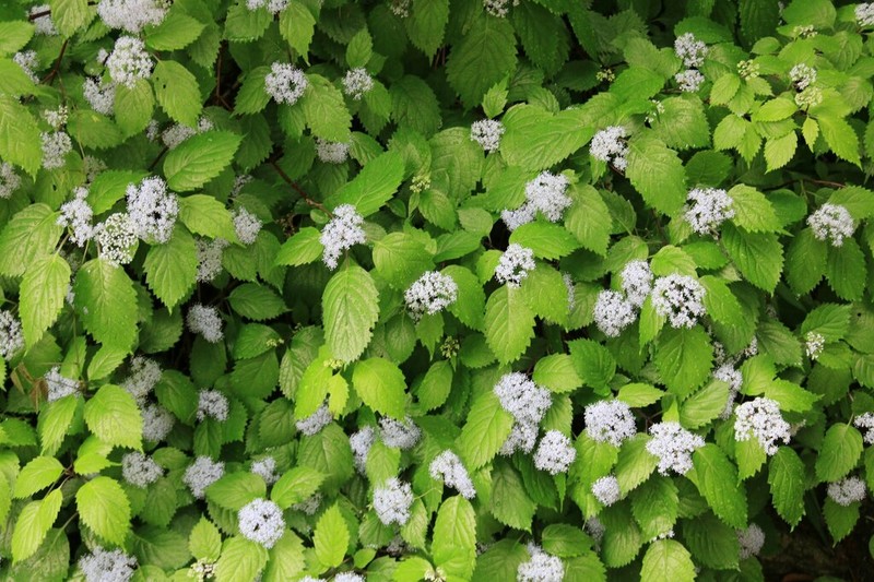 Hydrangea hirta photo 6