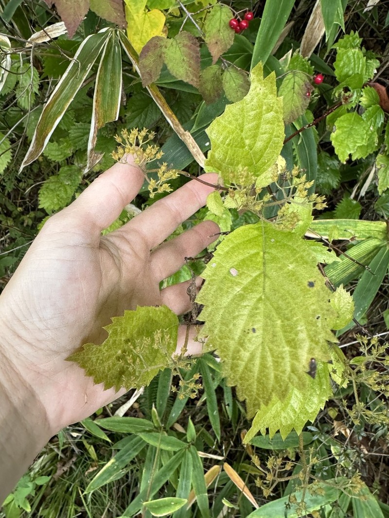 Hydrangea hirta photo 7