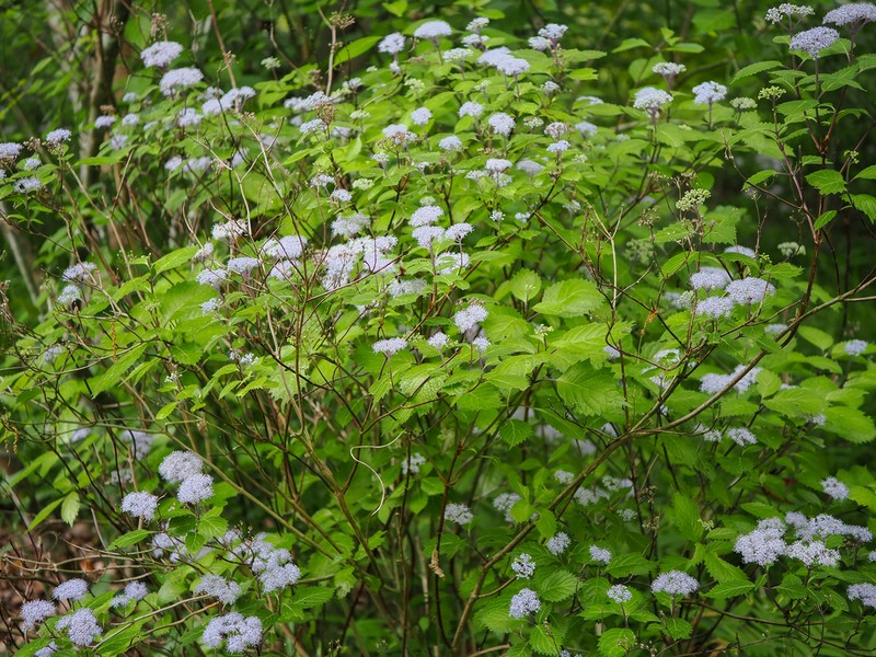 Hydrangea hirta photo 8