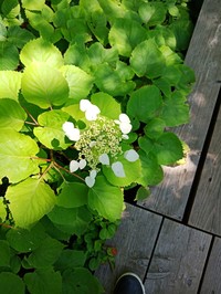 Schizophragma hydrangeoides
