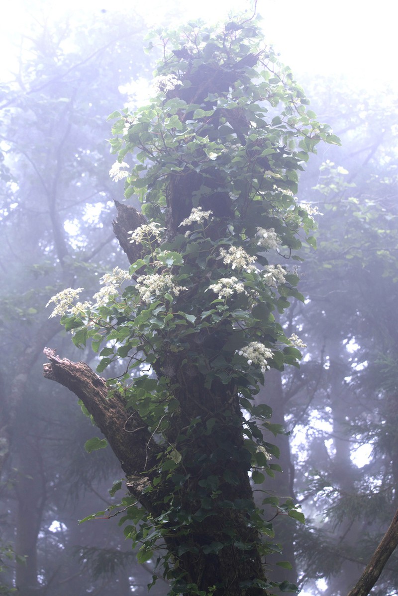 Schizophragma hydrangeoides photo 2